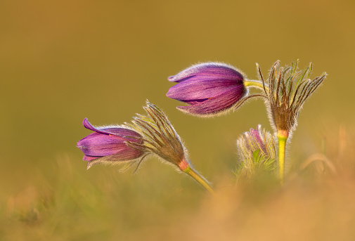 Macro photograph of a mauve and white clover flower. Selective focus, focus on foreground.