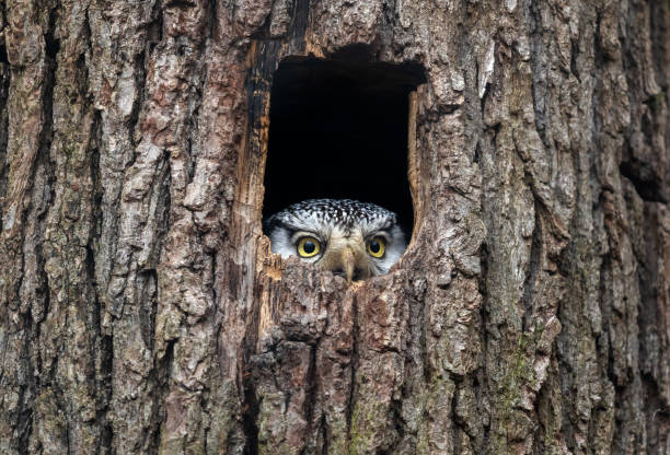 Northern hawk-owl Northern hawk-owl (Surnia ulula) looking out of a tree hollow. flora family photos stock pictures, royalty-free photos & images