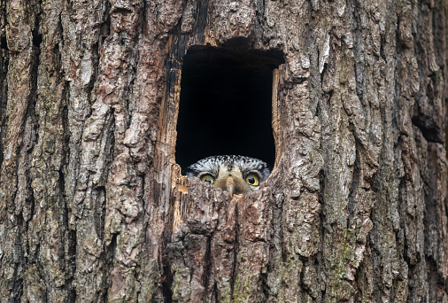 Northern hawk-owl (Surnia ulula) looking out of a tree hole.
