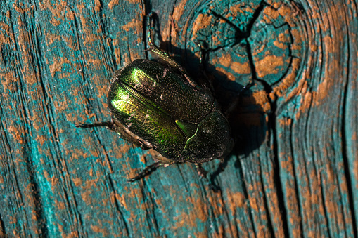 Chrysolina graminis leaf beetle on a blue-orange wooden board. Close-up of a tansy beetle.