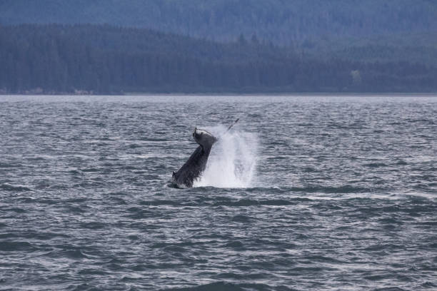 istock Humpback Whale slapping the water with it's tail. 1214792644