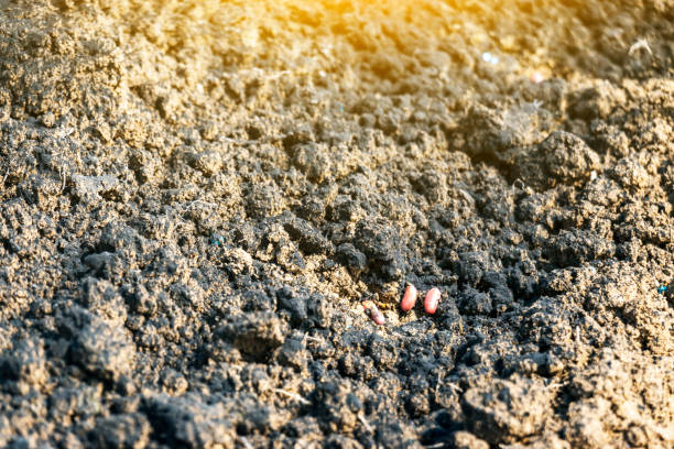 istock cowpea seedling from the soil in Spring 1214793160