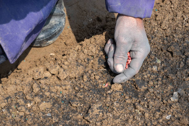 farmer put the cowpea seeds into soil cowpea seedling from the soil in Spring, the bean was covered with anti bacterial chemicals with red color organic red cowpea beans stock pictures, royalty-free photos & images