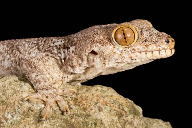 Crocodile Gecko stock photo