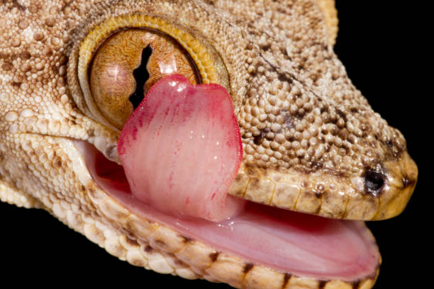 istock Crocodile Gecko Cleaning Eye 1214794326