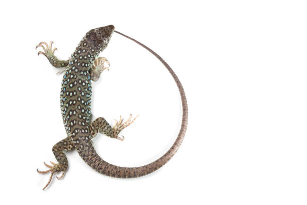 istock Jeweled Lacerta on White 1214794723