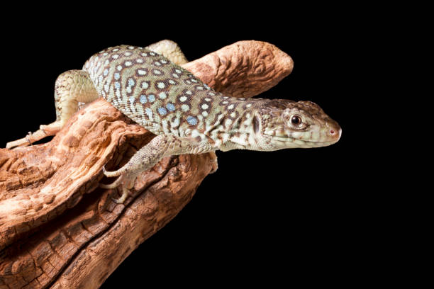 istock Jeweled Lacerta on Log, Black Background 1214794878