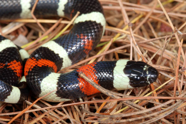 istock Pueblan Milk Snake Portrait 1214794925
