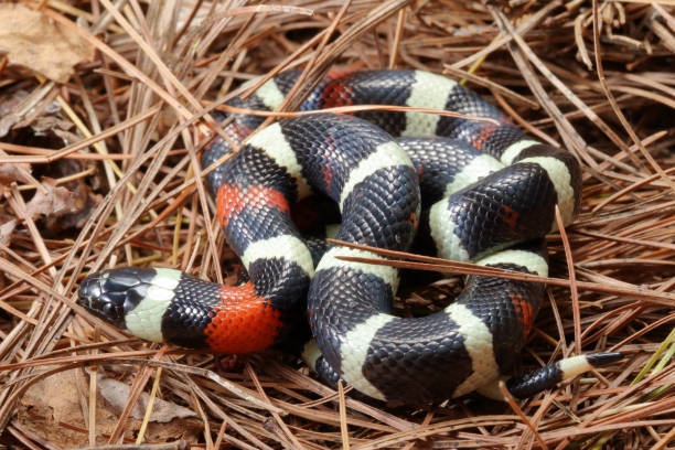 istock Pueblan Milk Snake in pine needles 1 1214795044
