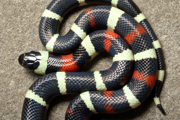 istock Pueblan Milk Snake Portrait from top 2 1214795067
