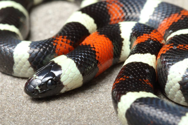 istock Pueblan Milk Snake Portrait 2 1214795087