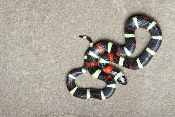 istock Pueblan Milk Snake on stone 4 1214795091