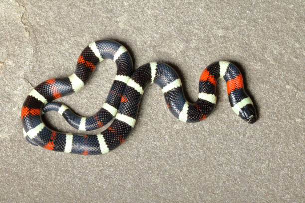 istock Pueblan Milk Snake on stone 2 1214795109