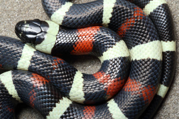 istock Pueblan Milk Snake Portrait from Top - 1 1214795120