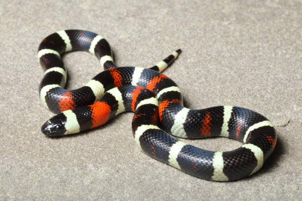 istock Pueblan Milk Snake on Stone 3 1214795121