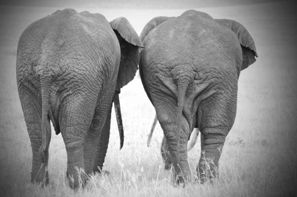 oldies d’éléphant - safari animals elephant rear end animal nose photos et images de collection