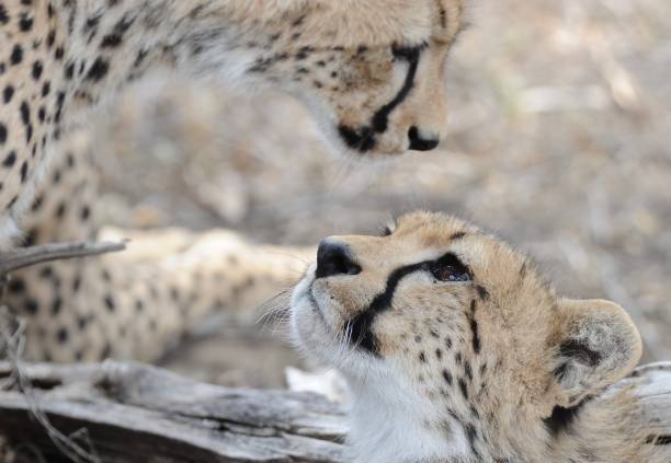 istock Love and togetherness cheetahs 1214797221
