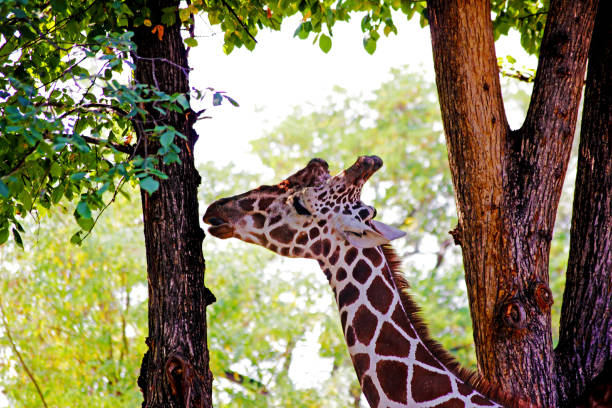 istock African Giraffes kepping safe in Animals sanctuary - Cervus camelopardalis 1214797567
