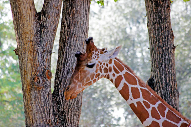 istock African Giraffes kepping safe in Animals sanctuary - Cervus camelopardalis 1214797572