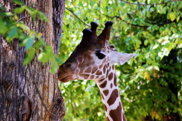 istock African Giraffes kepping safe in Animals sanctuary - Cervus camelopardalis 1214797575