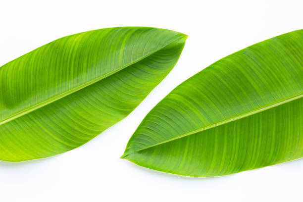 istock Heliconia leaves on white background. 1214799420