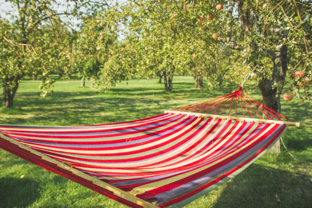 istock Multi-colored hammock on a sunny day against the backdrop of an apple orchard. 1214800126