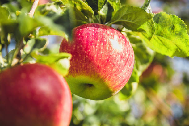 istock Big red apples close-up on a tree branch. Ripe fruits. 1214800414