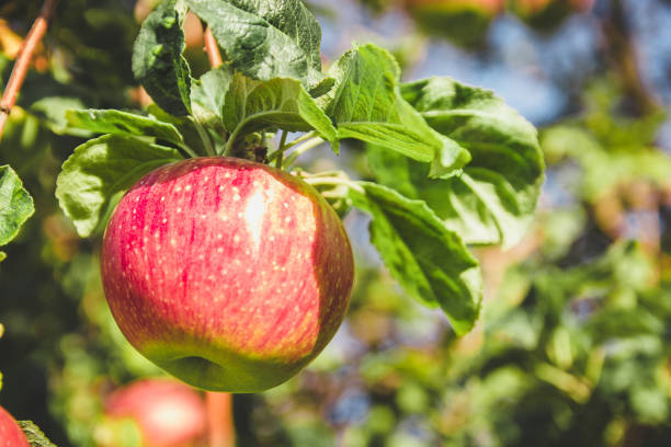 istock Large red apples close-up on a tree branch. Ripe fruits. 1214801054
