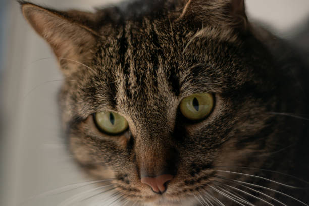 istock Close-up of a cute kitten looking through the window 1214801618