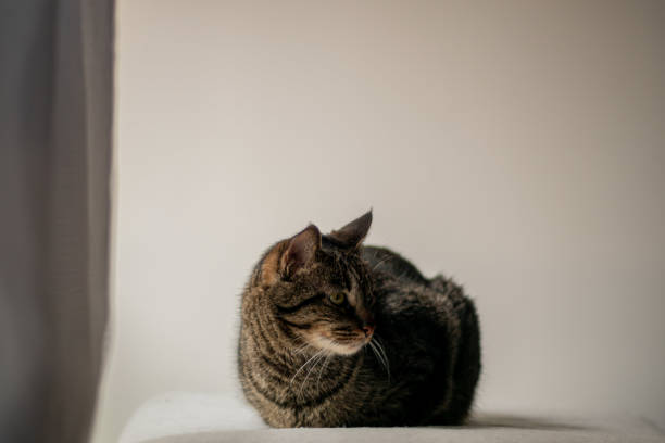 istock Close-up of a cute kitten looking through the window 1214802218
