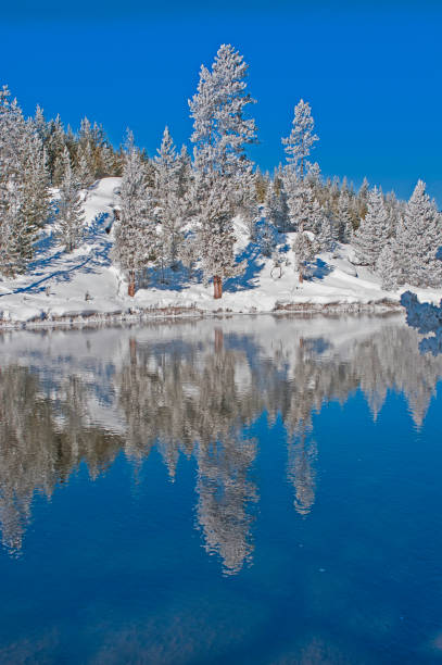 istock Firehole River and snow with Lodgepole pine trees and reflections in the winter. Panorama. 1214802657