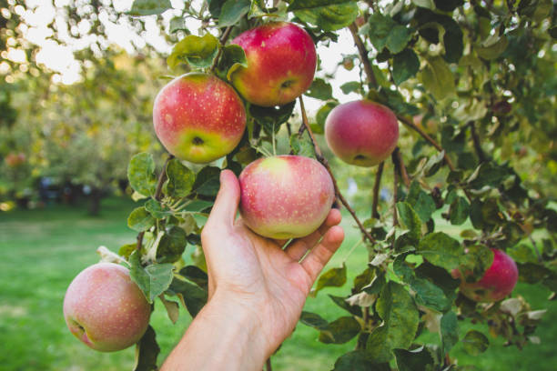 istock Large red apples close-up on a tree branch. Apple in hand. 1214802771