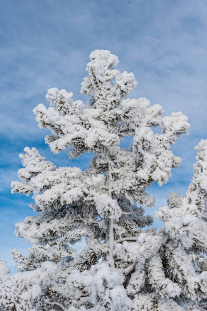 istock Tree with lots of snow on it at Midway Geyser Basin; 1214802928