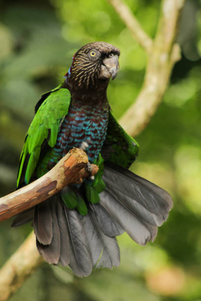 istock Cute bird in south Brazil 1214806920