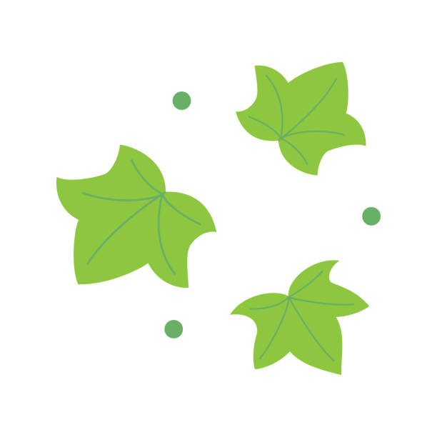 흰색 배경에 고립 된 녹색 잎 아이비 - creeper plant herb frame isolated stock illustrations
