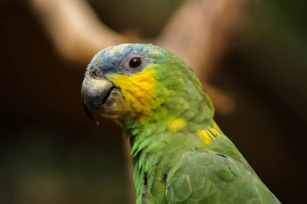 istock Cute shot of a parrot 1214808851