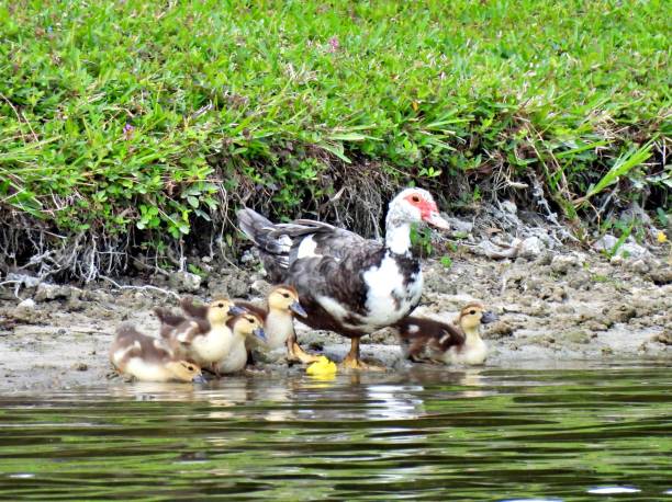 istock Muscovy Duck (Cairina moschata) - Mom & ducklings at water's edge 1214809849