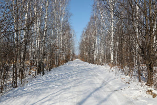 Winter Forest Covered in SnowSikhote Alin mountain region in Khabarovsk Krais in the Russian Far East Siberia