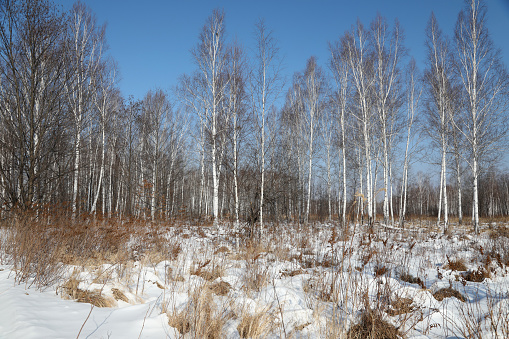 Winter Forest Covered in Snow\nSikhote Alin mountain region in Khabarovsk Krais in the Russian Far East Siberia