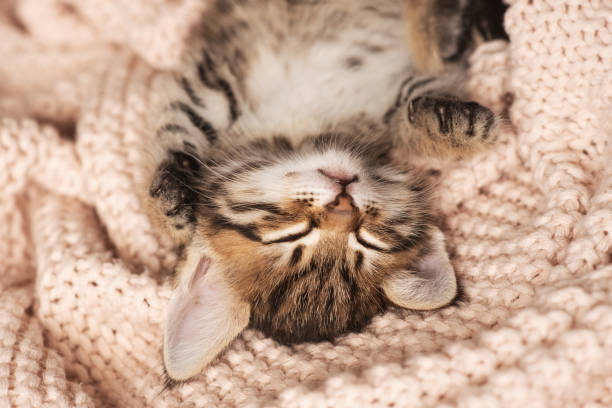 istock Cute little red kitten sleeps on fur white blanket 1214814598