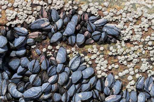 A colony of mussels are attached to a rock on a beach in California.