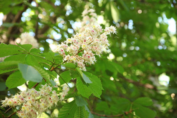 istock Flowering chestnut tree that has just opened in early spring against the background of chestnut leaves 1214814845