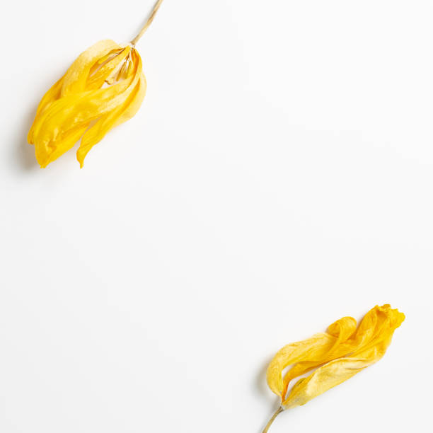 istock Yellow dry tulip flowers on white background. Floral composition, flat lay, top view, copy space 1214816467