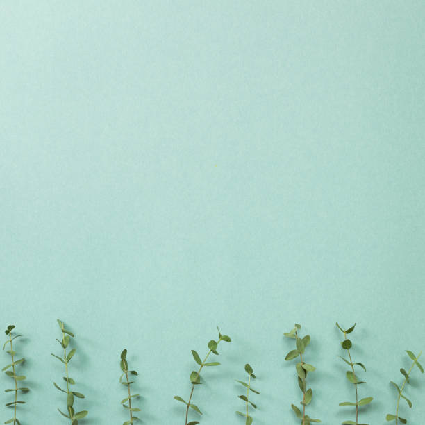 istock Eucalyptus leaves on green background. Floral composition, flat lay, top view, copy space 1214816628