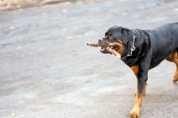 Large rottweiler type dog drags its master towards whatever it wishes to reach, whilst the owner tries to pull against it...and fails!