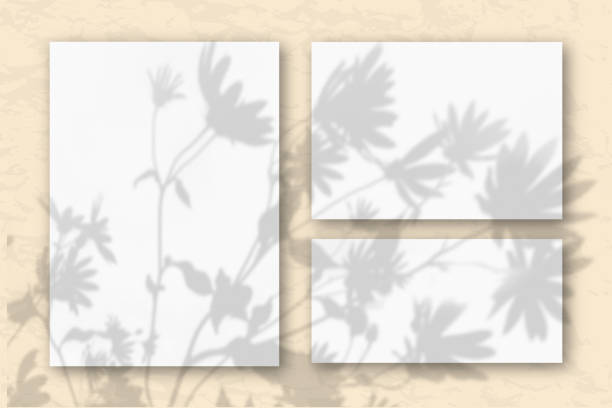 istock Several horizontal and vertical sheets of white textured paper on the sand-colored wall. Mockup overlay with the plant shadows. Natural light casts shadows from flowers and leaves of daisies 1214818245