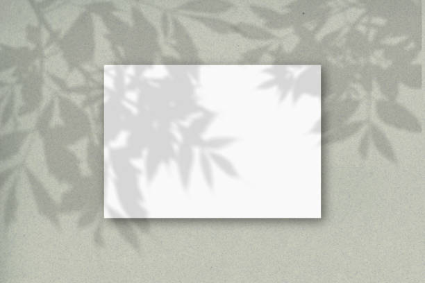 istock A horizontal A4 sheet of white textured paper on the green wall background. Mockup overlay with the plant shadows. Natural light casts shadows from the tree's foliage 1214818887