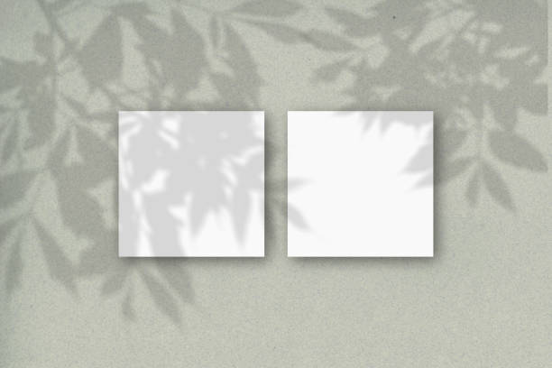 istock 2 square sheets of white textured paper against a gray-green wall. Mockup overlay with the plant shadows. Natural light casts shadows from the tree's foliage. Flat lay, top view 1214818926