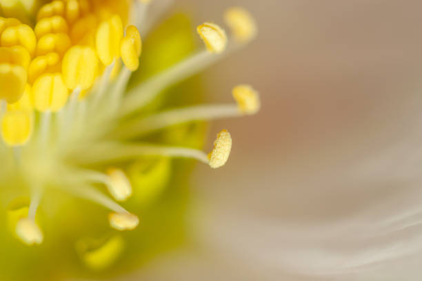 istock beautiful forest flower blossom macro closeup 1214820519