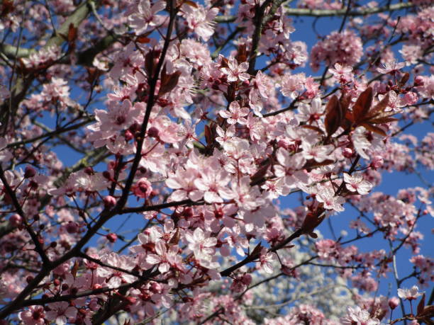 istock Bright Budding and Blooming Pink White Cherry Blossoms in Canada 2020 1214821825
